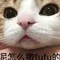 hybrid sim slot phones Jiang Jiang tertawa terbahak-bahak memikirkan kucing emas